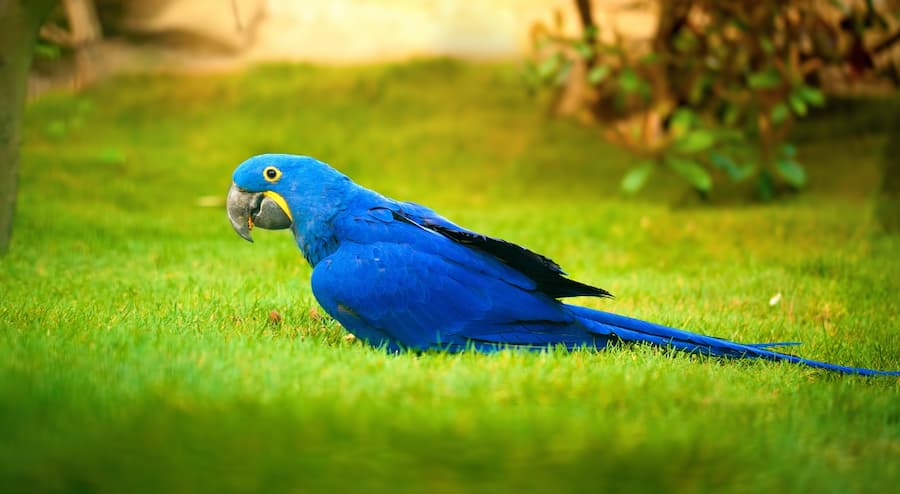 Blue Macaw Size