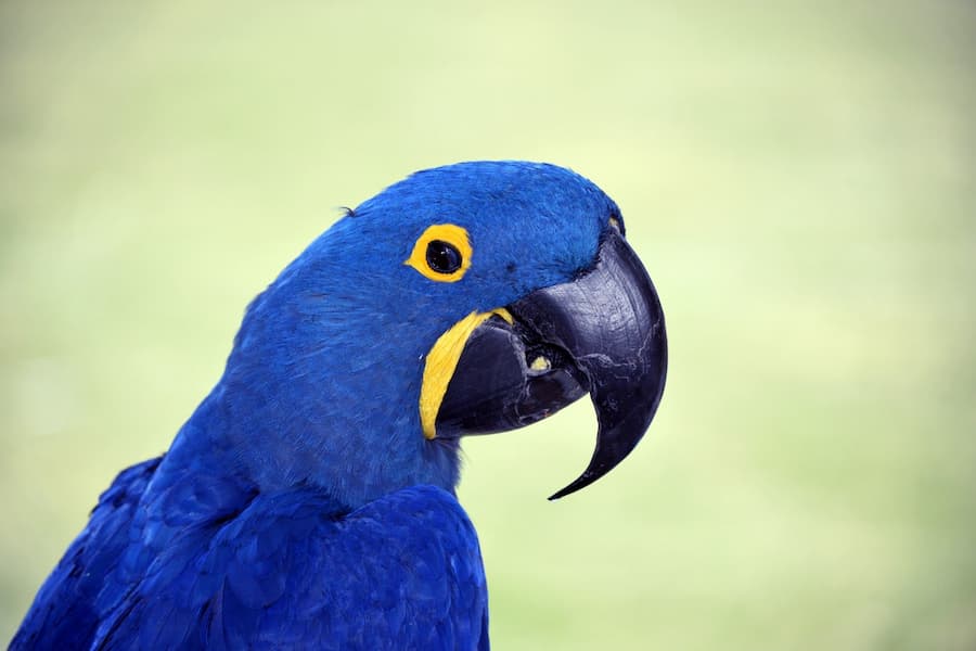 Blue Macaw Size