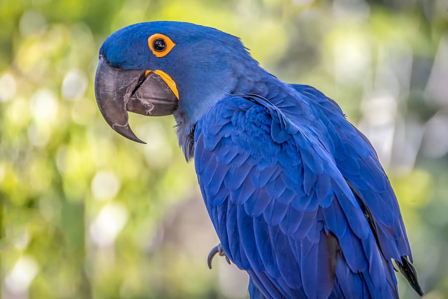 Blue Macaw Size