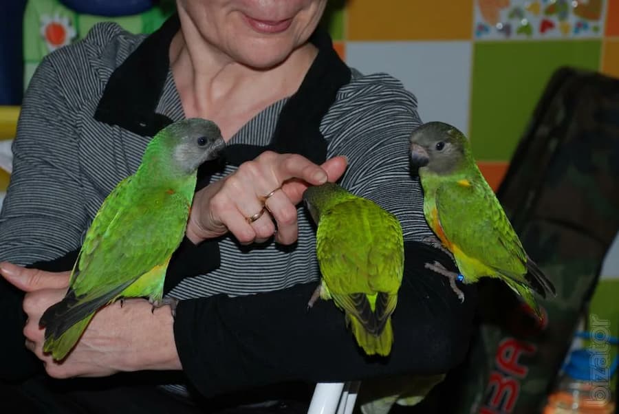 Can Conures See in the Dark