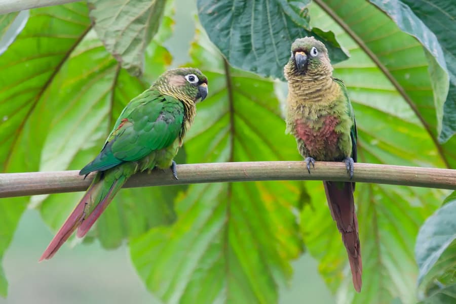 Can Conures See in the Dark