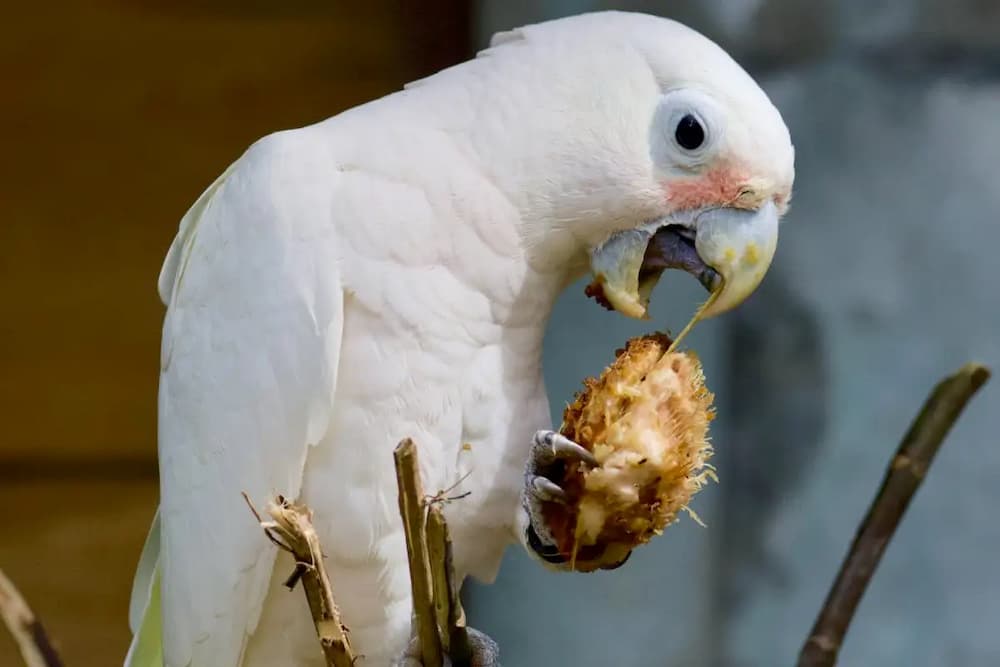 Causes of Cockatoo Bite and How to Stop It