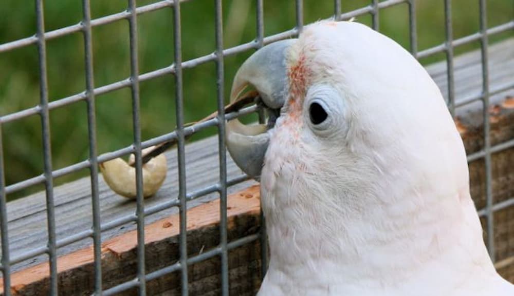 Cockatoo Beak Grinding