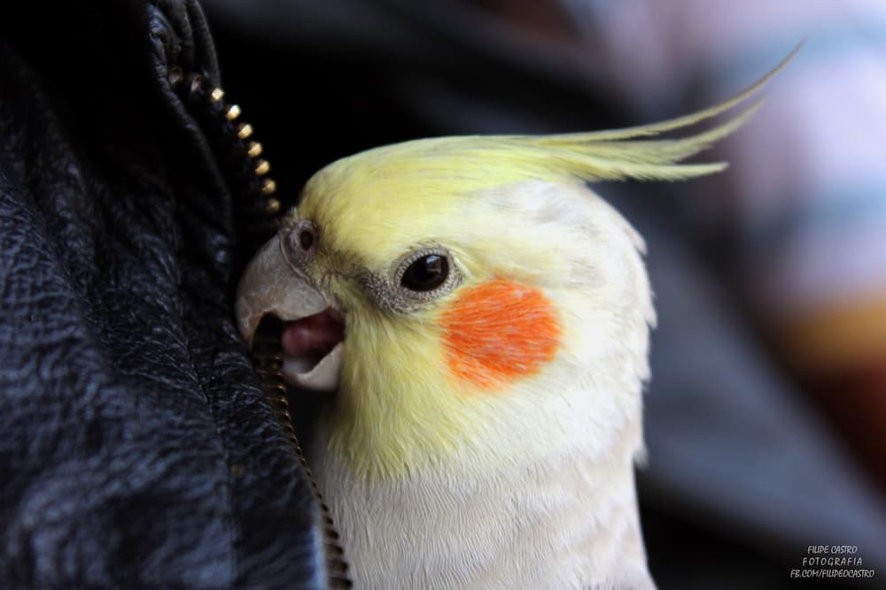 Cockatoo Beak Grinding