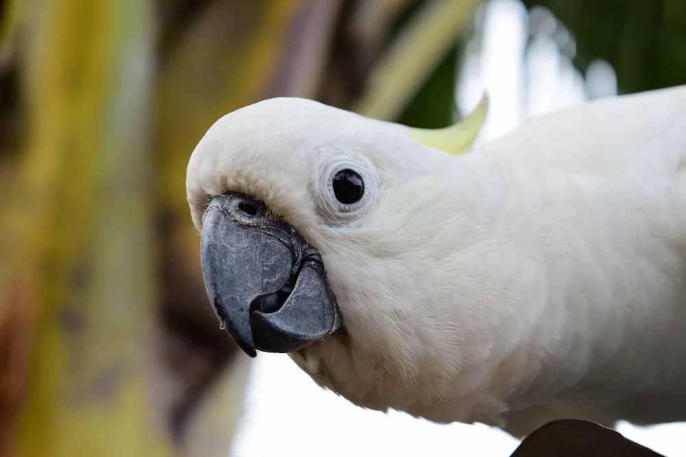 Cockatoo Beak Grinding