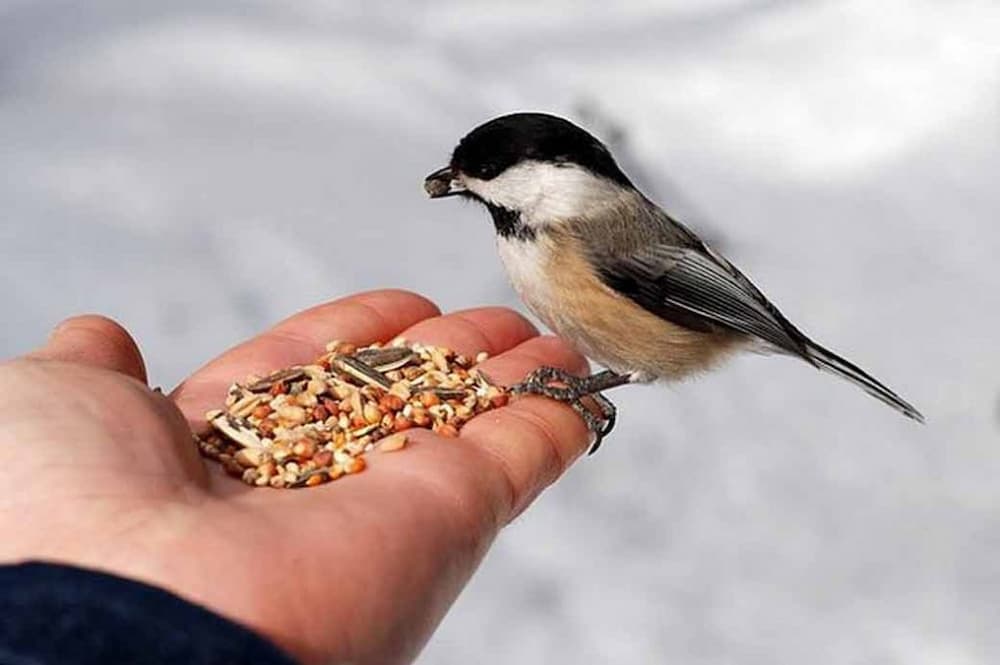 Finch Pellet Food