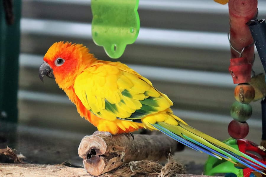 How Long Do Sun Conures Live