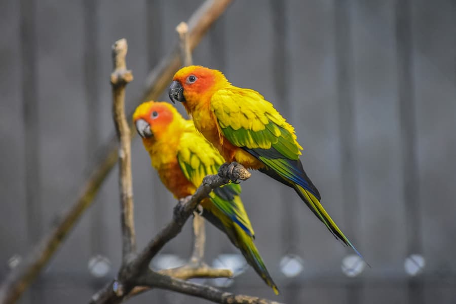 How Long Do Sun Conures Live