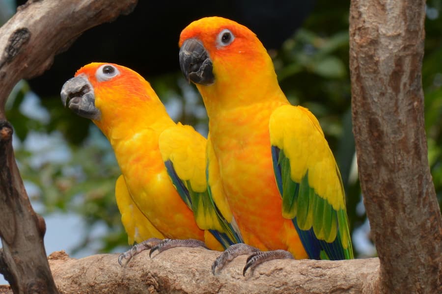 How Long Do Sun Conures Live