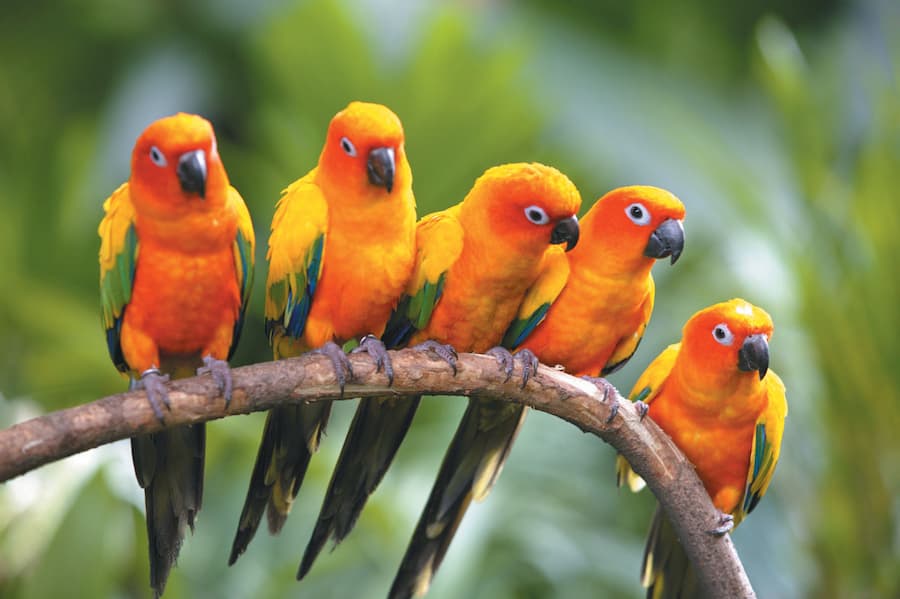 How Long Do Sun Conures Live