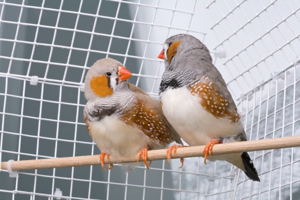 How Long Do Zebra Finches Live in Captivity?