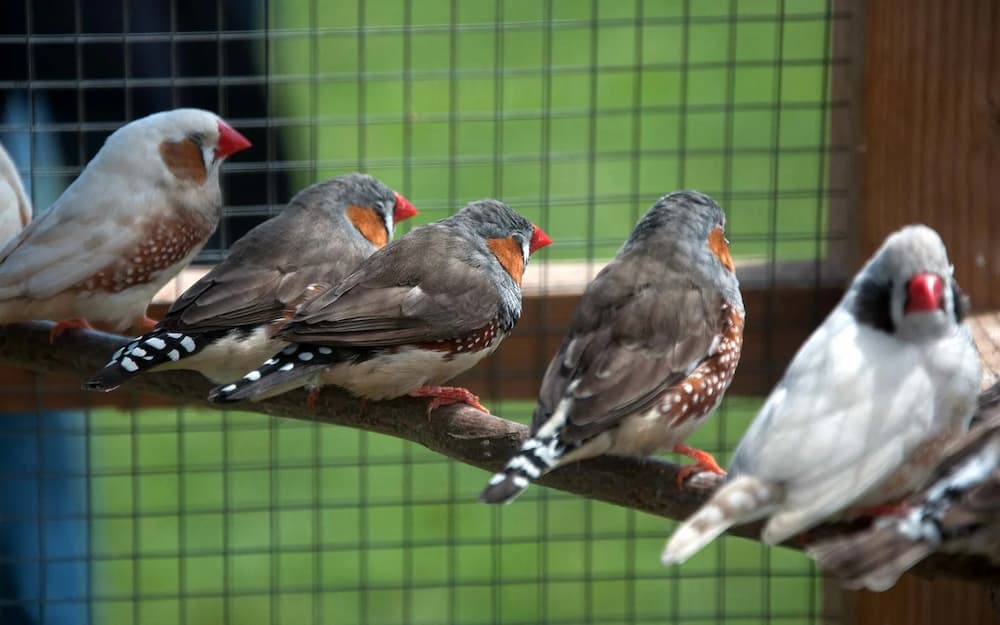 How Long Do Zebra Finches Live in Captivity?