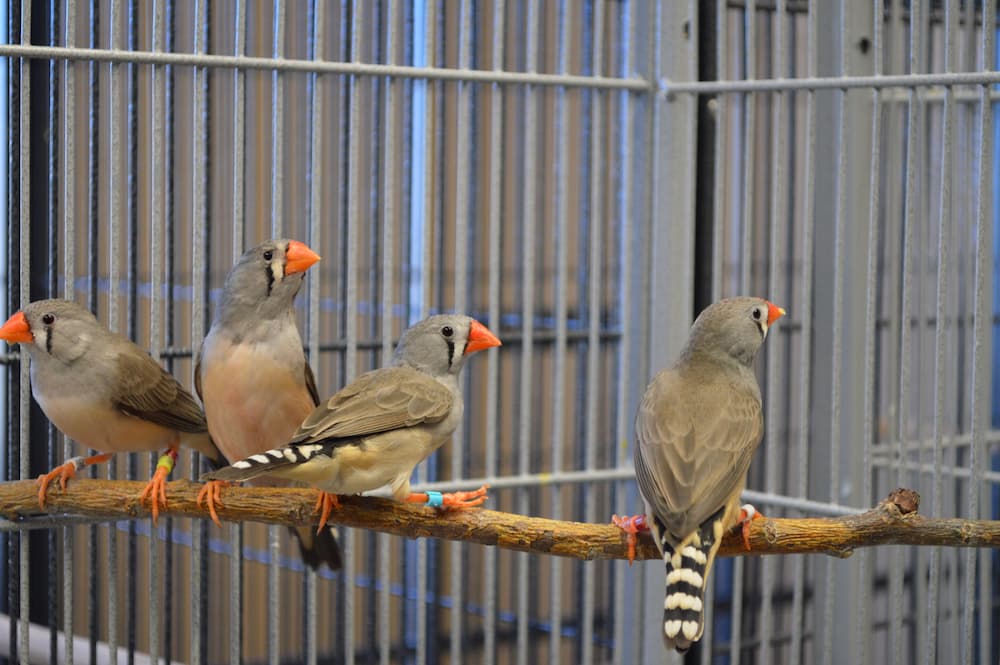 How Long Do Zebra Finches Live in Captivity?