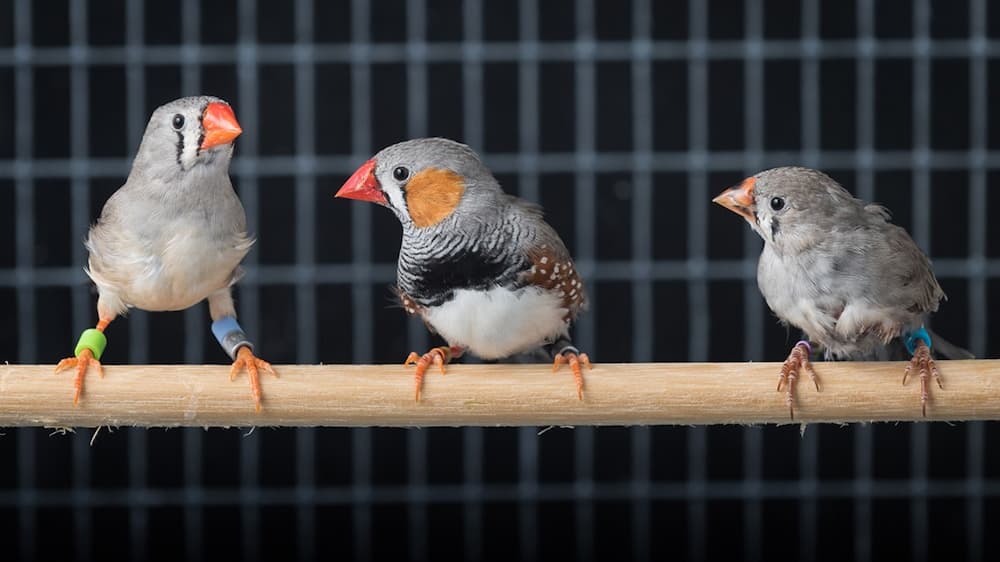 How Long Do Zebra Finches Live in Captivity?