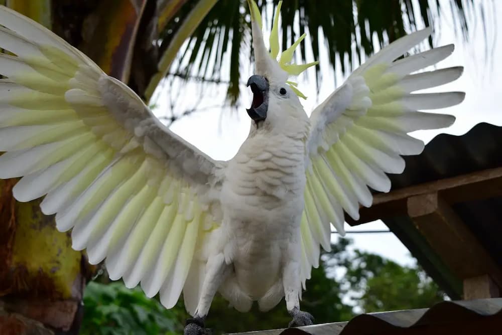 How to Stop a Screaming Cockatoo