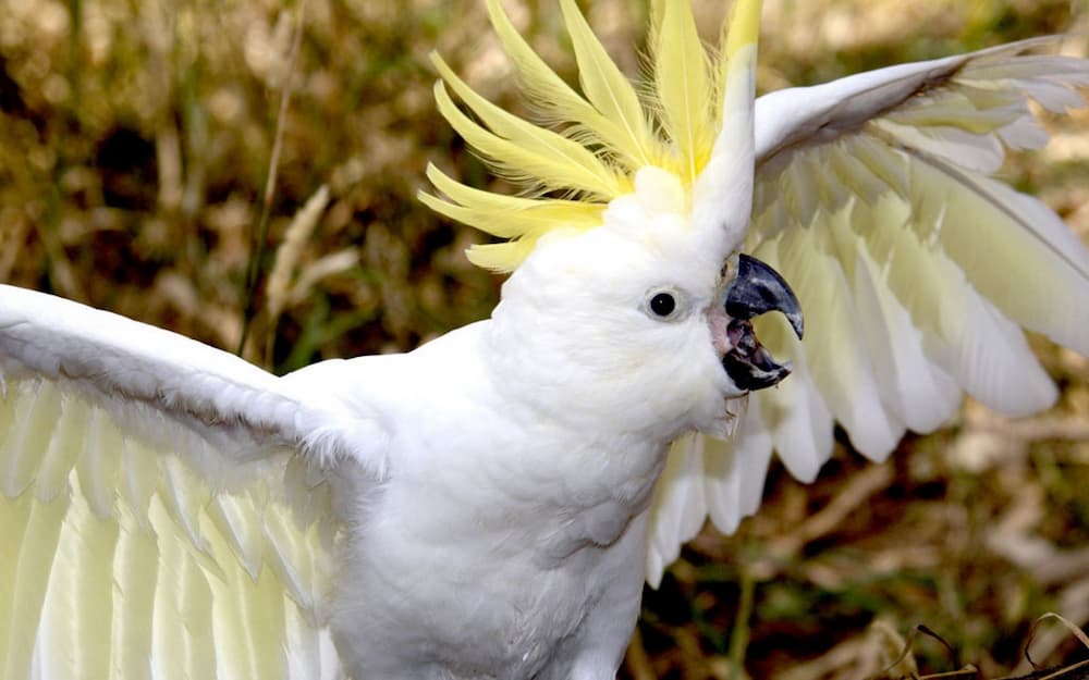 How to Stop a Screaming Cockatoo