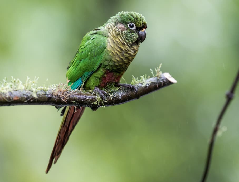 How to Train Conures