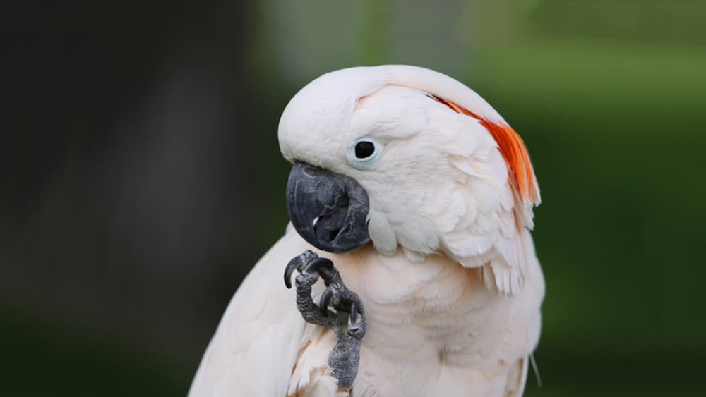 Moluccan Cockatoos