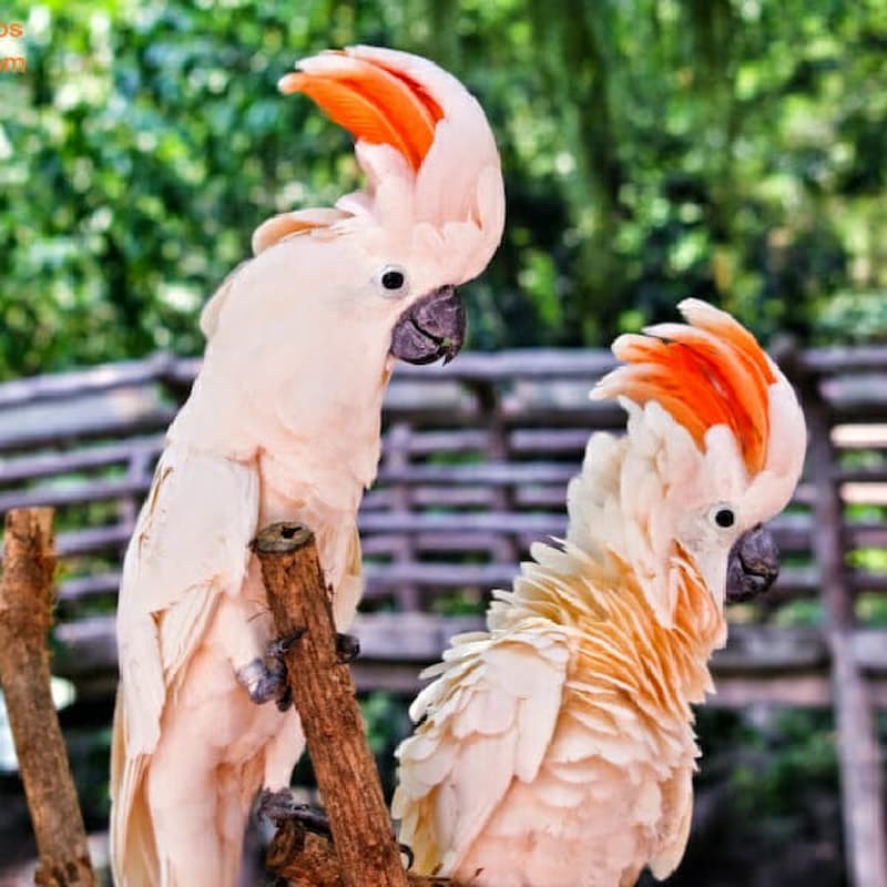 Moluccan Cockatoos