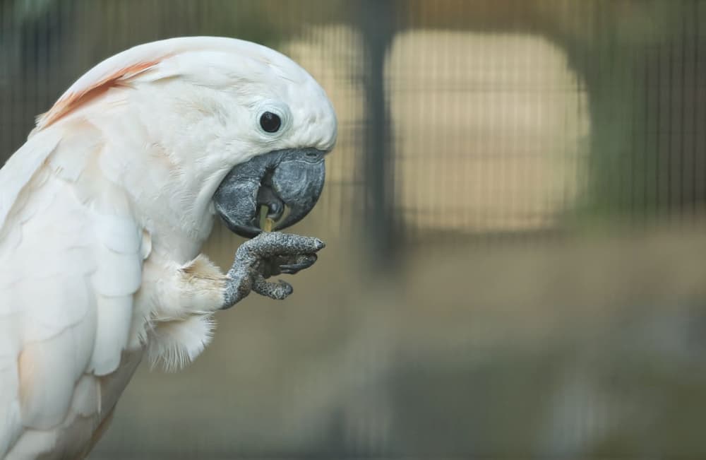 Penny the Cockatoo