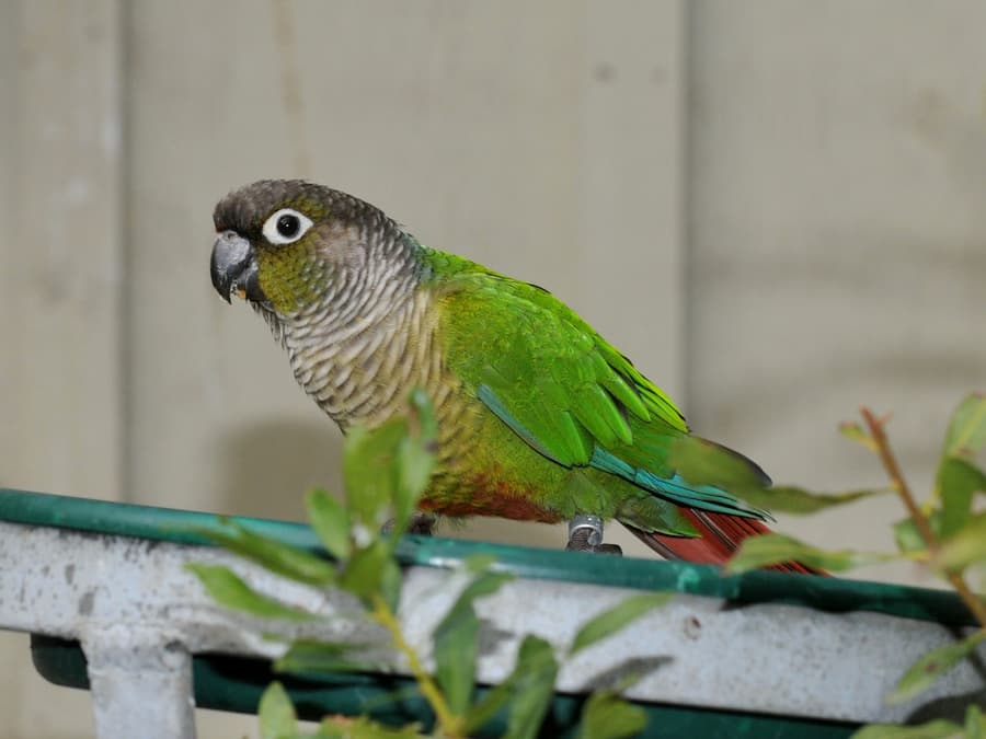 Pineapple Blue Conure