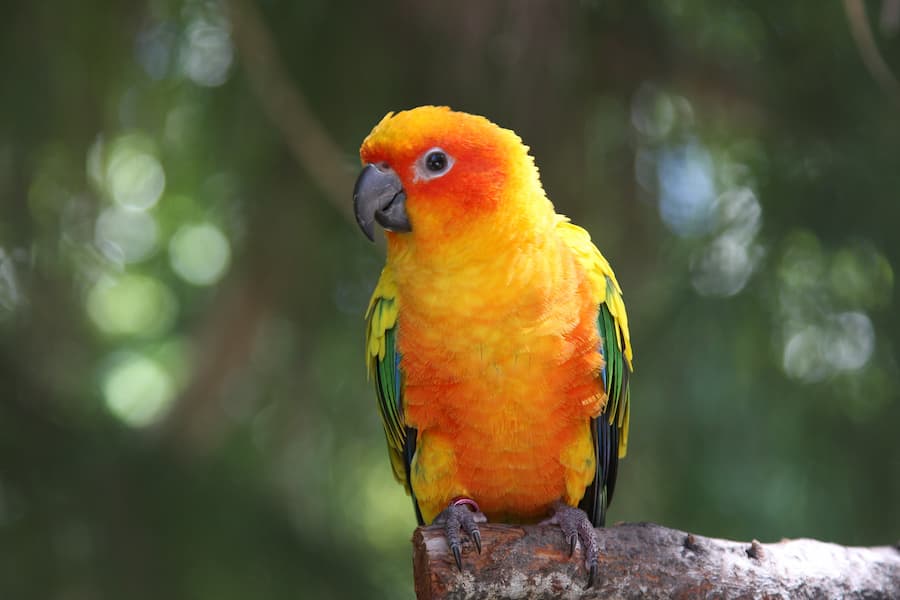 Pineapple Blue Conure