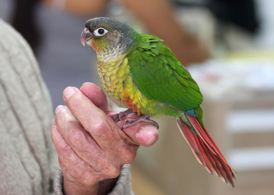 Pineapple Blue Conure