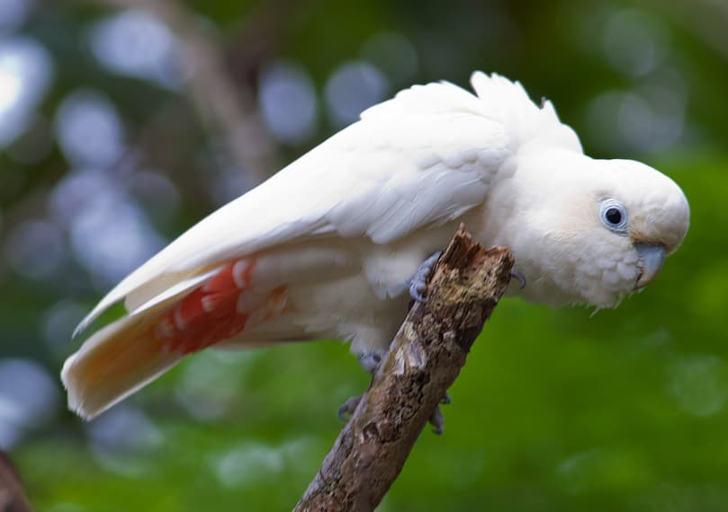 Rare Cockatoos