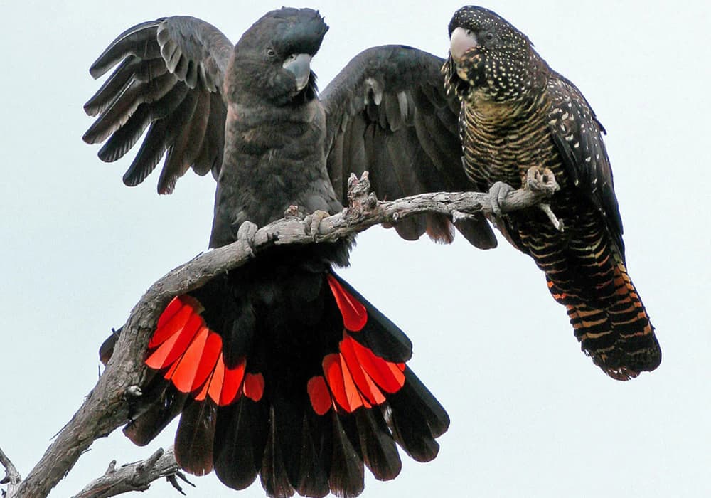 Red-tailed black cockatoo