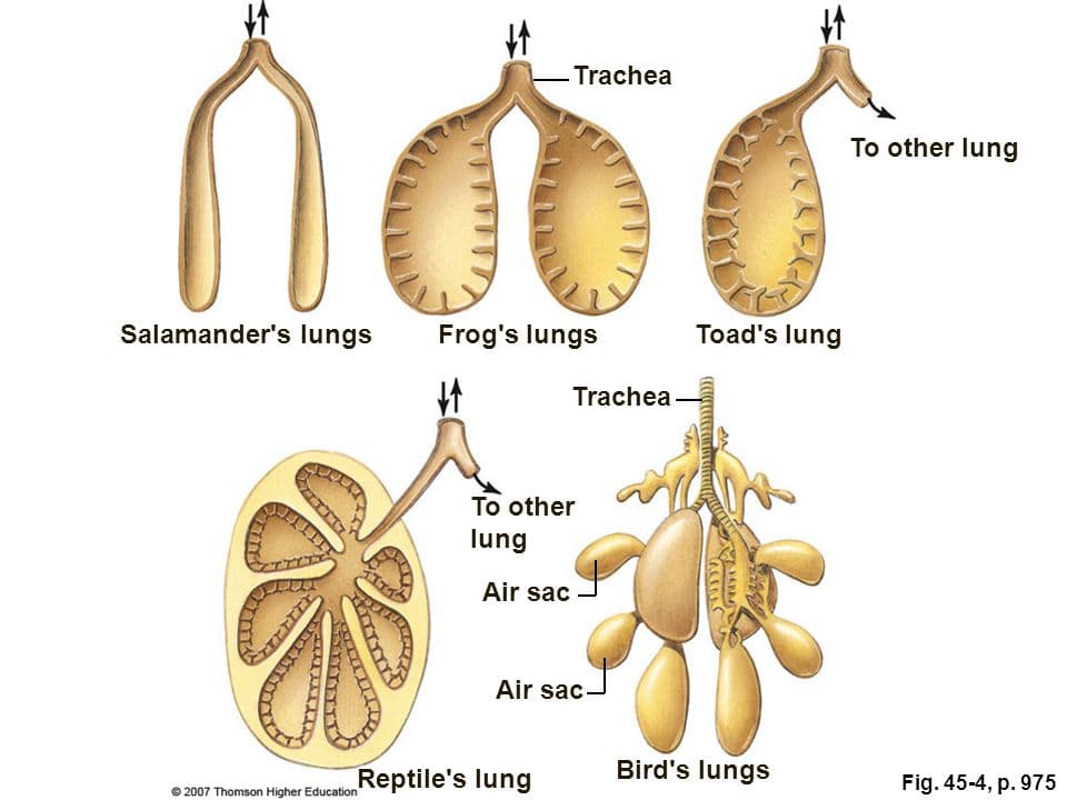 The Anatomy of a Cockatoo