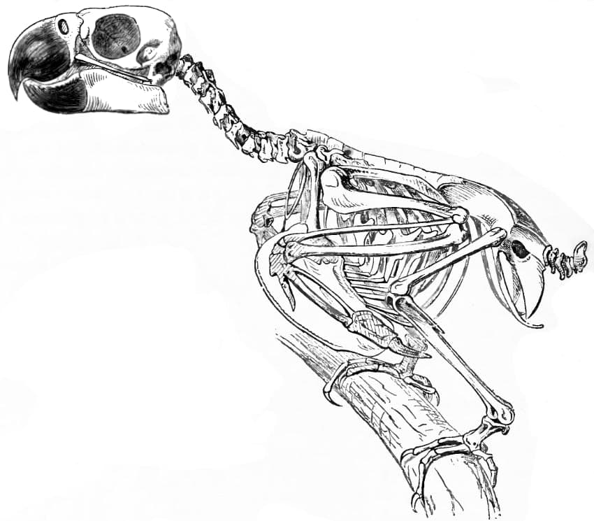 The Anatomy of a Cockatoo