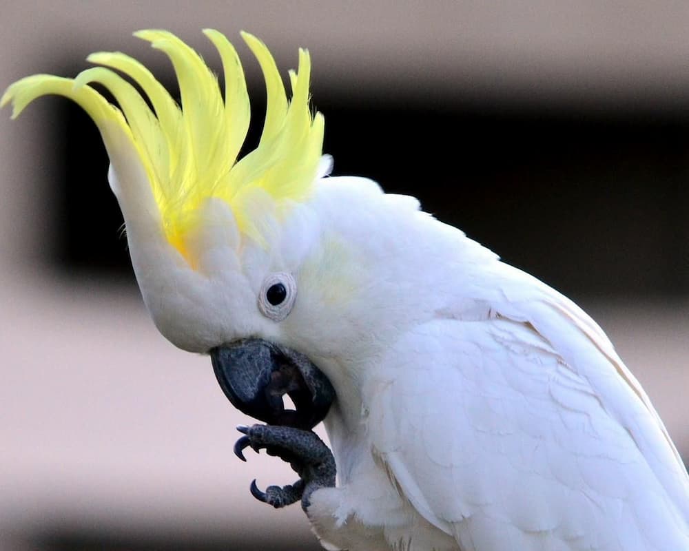 Understanding Cockatoo Body Language