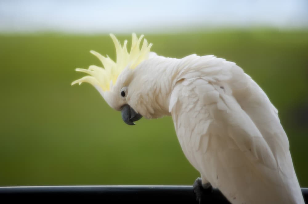 Understanding Cockatoo Body Language