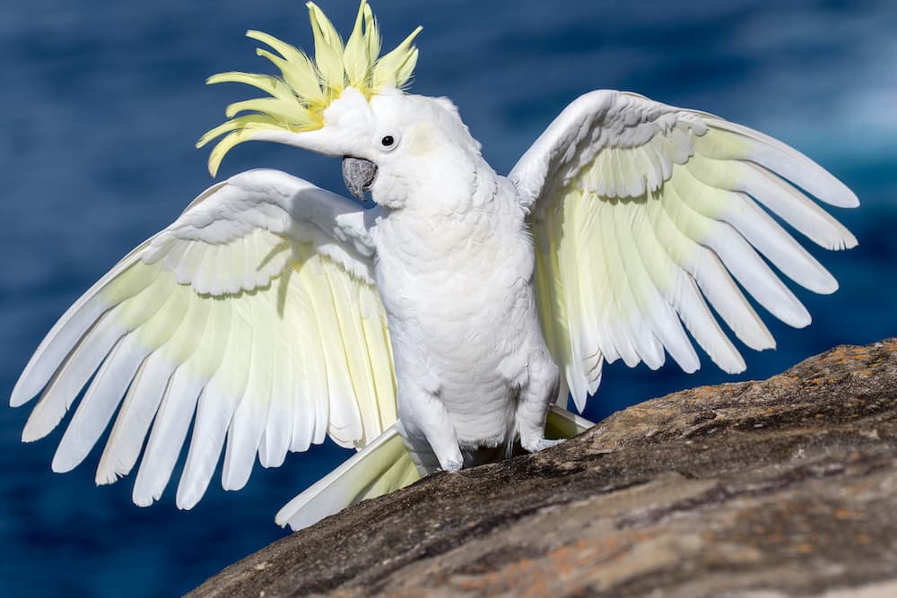 Understanding Cockatoo Body Language