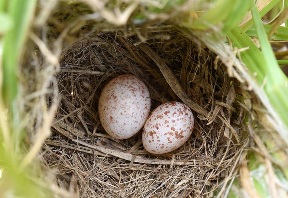 Why Are My Finch Eggs Not Hatching