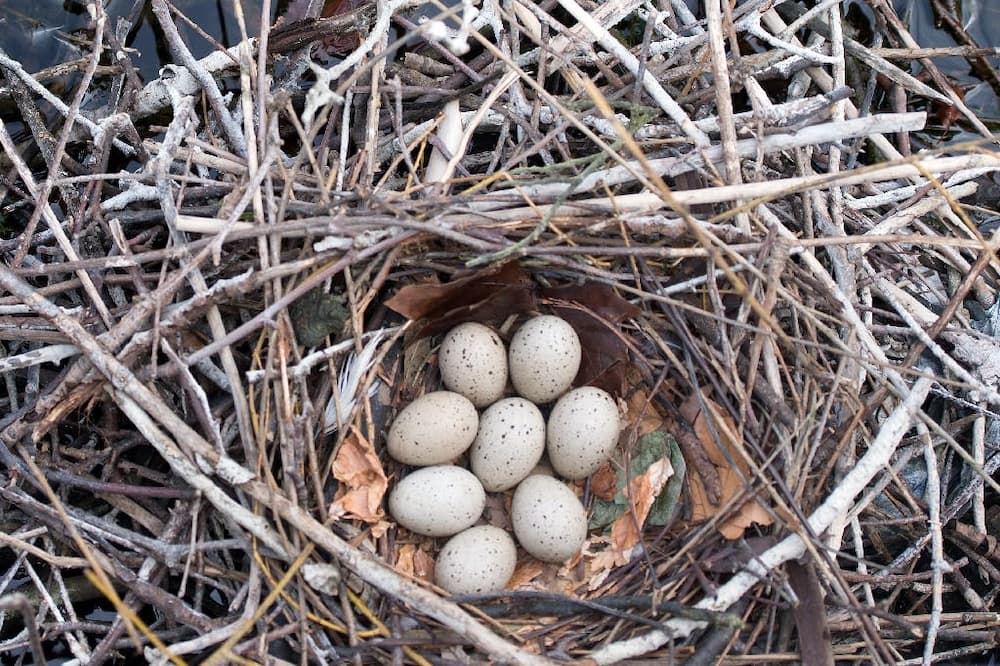 Why Are My Finch Eggs Not Hatching