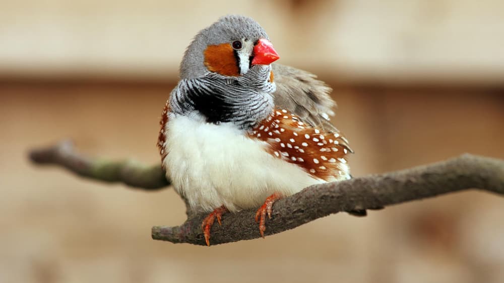 Zebra Finch is Dying