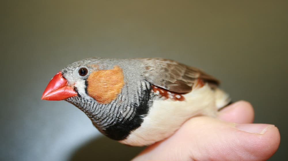 Zebra Finch is Dying