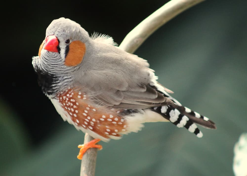 Identifying the Signs a Zebra Finch is Dying