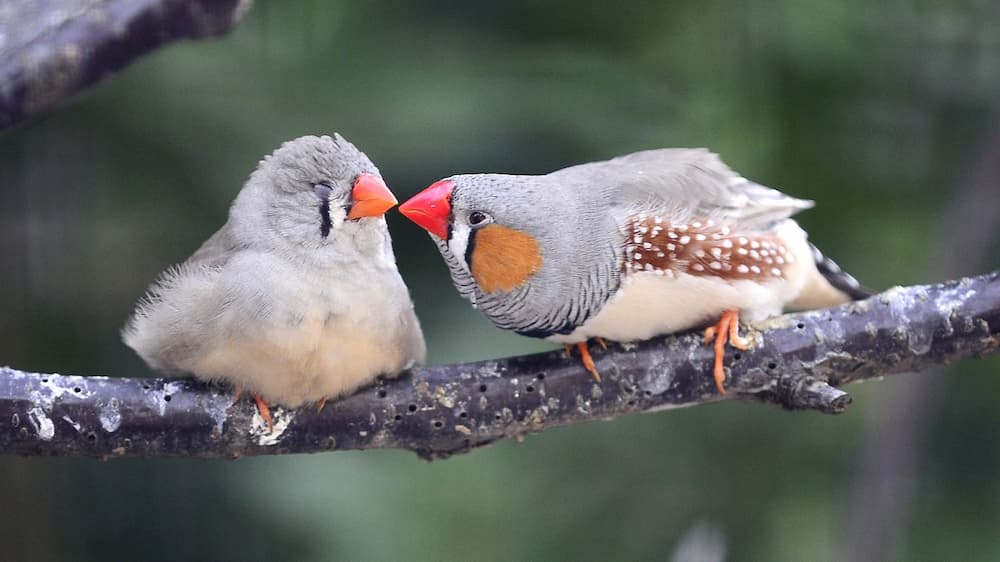 Identifying the Signs a Zebra Finch is Dying