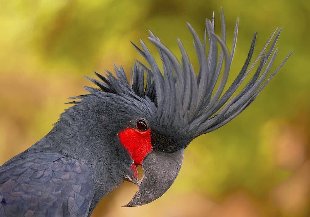 Cockatoo Beak Grinding