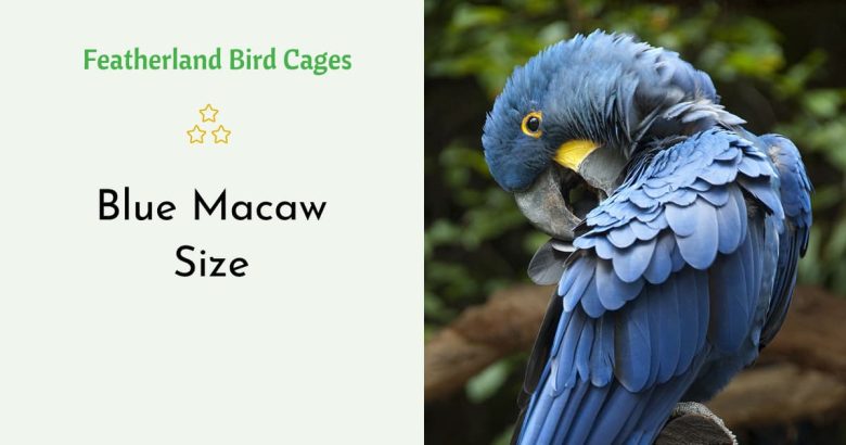 Blue Macaw Size