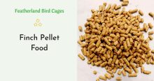 Finch Pellet Food