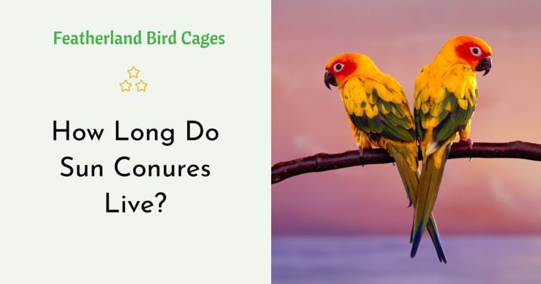 How Long Do Sun Conures Live