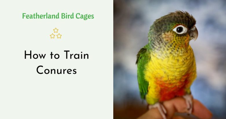 How to Train Conures