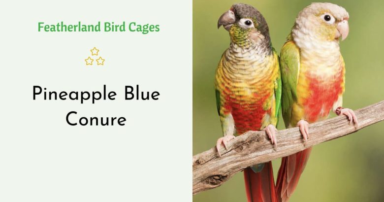 Pineapple Blue Conure