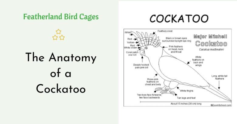 The Anatomy of a Cockatoo - Featherland Bird Cages