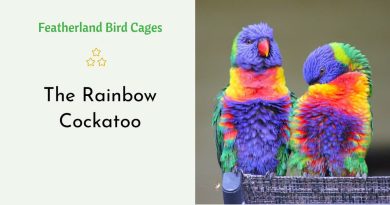 The Rainbow Cockatoo